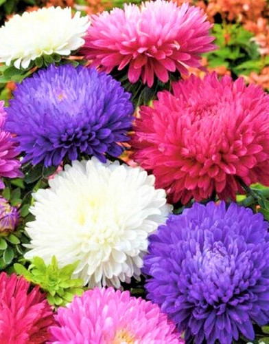 Aster seeds powder puff - powder, mix