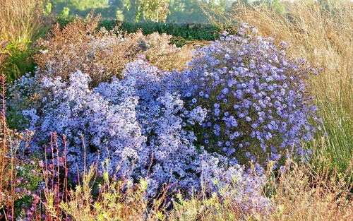 101 prairie aster seeds - 101+prairie,