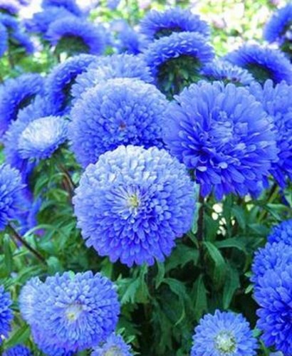 Blue aster flower seeds - 50,
