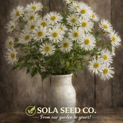 White upland aster seeds - white,