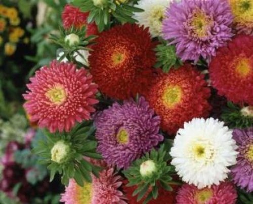 China aster powderpuff - china,